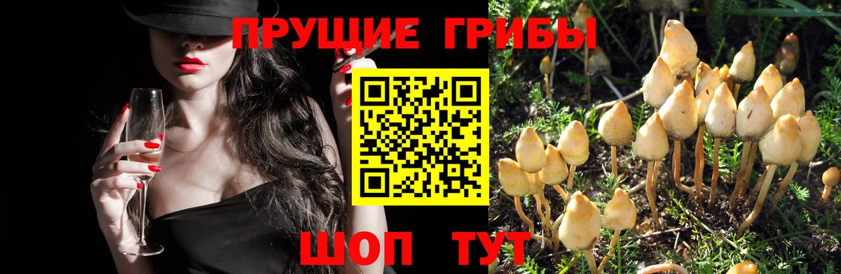 Нефтекамск  Галлюциногенные грибы MAGIC MUSHROOMS  Вход с VPN  Псилоцибиновые грибы Psilocybe 